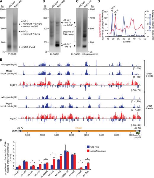 Polyadenylation of mRNA decay intermediates. (A) 5΄ rapid amplification of cDNA ends (5΄-RACE) validates the 5΄ ends of mt-Co1. 3΄-RACE identified total (B) and polyadenylated (C) processing intermediates that include mt-Co1. Circularized RNA sequencing captured authentic small RNAs (D). The abundance of small RNAs (sRNAs) of different sizes identified by circularized RNA sequencing were compared to those detected by classical sRNA sequencing. The positions of the 19 and 22 nt sRNAs previously identified in the human mitochondrial transcriptome (27) are indicated by arrows. (E) Locations of sRNA 5΄ and 3΄ ends within mt-Co1 and the fold change between wild-type and Mrpp3 knockout mitochondrial circularized RNA libraries are shown. Small RNAs derived from mt-Co1 were increased in abundance in the Mrpp3 RNA libraries (Student's t-test, P = 0.0034). (F) A proportion of sRNA degradation products derived from mRNAs are polyadenylated. The proportion of polyadenylated sRNAs derived from the following mRNAs were significantly increased upon loss of MRPP3 (Student's t-test, P ≤ 0.05, indicated by an asterisk): mt-Co1, mt-Co2, mt-Atp8/6, mt-Co3, mt-Nd6 and mt-Cytb.