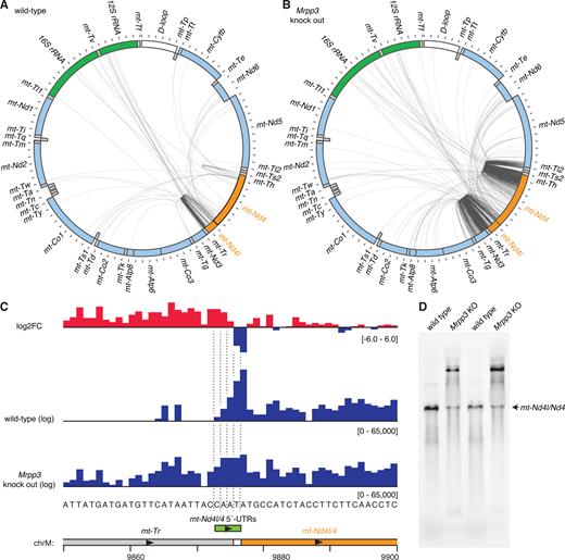 Analysis of partially processed transcripts containing mt-N4l/4. (A) Circularized RNA sequencing of wild-type mouse mitochondrial RNA. Reads mapping between mt-Nd4l/4 and other mitochondrial RNAs are illustrated by lines between the 5΄ and 3΄ nucleotide positions. The locations of genes are shown in a schematic, where heavy strand genes are shown in the outer ring and light strand genes in the inner ring. Genes encoding rRNAs are shown in green, mRNAs are shown in light blue, tRNAs in grey, the D-loop in white, and the mRNA of interest, mt-Nd4l/4, is shown in orange. (B) Circularized RNA sequencing of mitochondrial RNA from Mrpp3 knock out mice. (C) PARE data illustrating the various positions of mt-Nd4l/4's short 5΄-UTRs. (D) Northern blotting of heart RNA from wild-type and Mrpp3 knock out mice using a probe specific for mt-Nd4l/4.