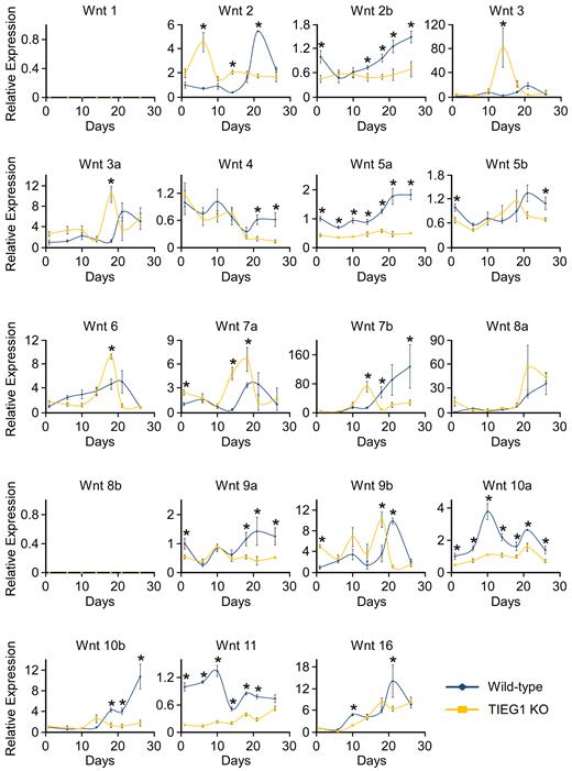 Expression of Wnt ligands in WT and TIEG1 KO calvarial osteoblasts. Three independent WT and TIEG1 KO calvarial osteoblast cell lines were differentiated in culture for indicated number of days. Total RNA was isolated and RT-PCR was performed for indicated Wnt ligands. * denotes significant differences (P < 0.05) between WT and TIEG1 KO cells at a given time point.