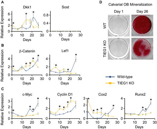 Expression of Wnt pathway modulators and target genes in WT and TIEG1 KO calvarial osteoblasts. Three independent WT and TIEG1 KO calvarial osteoblast cell lines were differentiated in culture for indicated number of days. Total RNA was isolated and RT-PCR was performed for inhibitors of Wnt signaling (A), transcriptional mediators of Wnt signaling (B) and Wnt target genes (C). (D) Representative images of alizarin red stained WT and TIEG1 KO calvarial osteoblasts prior to and following differentiation. * denotes significant differences (P < 0.05) between WT and TIEG1 KO cells at a given time point.
