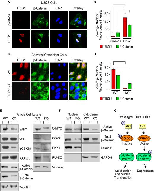 Impact of TIEG1 on β-catenin nuclear translocation. (A) U2OS cells were transfected with an empty vector (pcDNA4) or a TIEG1 expression vector and over-expressed TIEG1 protein (red) and endogenous β-catenin protein (green) were detected by immunofluorescence. DAPI staining (blue) indicates nuclei. (B) Quantitation of nuclear TIEG1 and β-catenin protein in U2OS cells transfected with an empty vector or TIEG1 expression construct. (C) Sub-cellular localization of endogenous TIEG1 (red) and β-catenin (green) in WT and TIEG1 KO calvarial osteoblasts. (D) Quantitation of nuclear TIEG1 and β-catenin protein in WT and TIEG1 KO calvarial osteoblasts. Western blots depicting expression levels of indicated proteins in whole cell lysates (E) or nuclear and cytoplasmic extracts (F) obtained from WT and TIEG1 KO calvarial osteoblast cells. (G) Model depicting impact of TIEG1 on AKT/GSK-3β signaling and nuclear localization of β-catenin.
