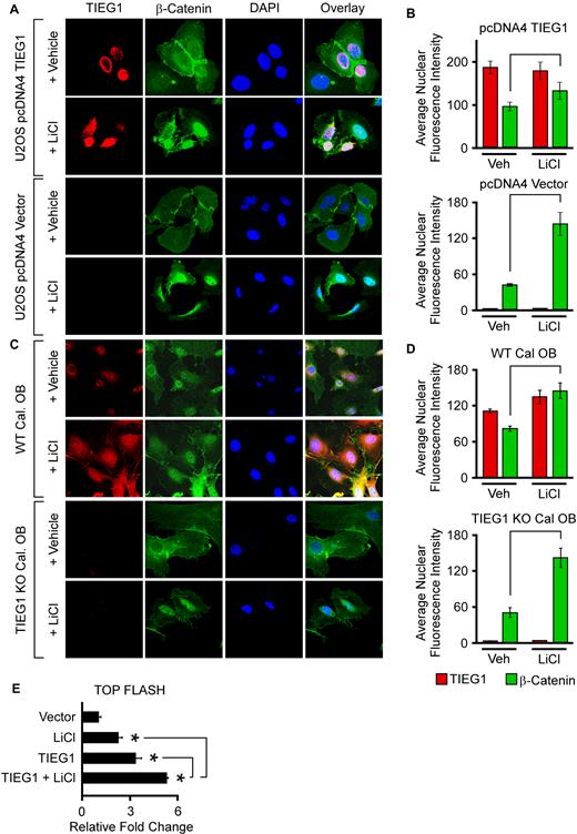 Effect of LiCl on β-catenin nuclear localization and activation of the TOP FLASH reporter in the presence and absence of TIEG1 expression. (A) U2OS cells were transfected with an empty vector (pcDNA4) or a TIEG1 expression vector and subsequently treated with vehicle control or LiCl for 24 h. Over-expressed TIEG1 protein (red) and endogenous β-catenin protein (green) were detected by immunofluorescence. DAPI staining (blue) indicates nuclei. (B) Quantitation of nuclear TIEG1 and β-catenin protein in U2OS cells transfected with an empty vector or TIEG1 expression construct. (C) Confocal microscopy images depicting endogenous levels of TIEG1 protein (red) and β-catenin protein (green) in WT and TIEG1 KO calvarial osteoblasts. (D) Quantitation of nuclear TIEG1 and β-catenin protein in WT and TIEG1 KO calvarial osteoblasts. (E) TOP FLASH reporter activity in U2OS cells that were co-transfected with empty vector (pcDNA4) or a TIEG1 expression vector and treated with or without LiCl as indicated. * denotes significance at P < 0.05 relative to empty vector controls.