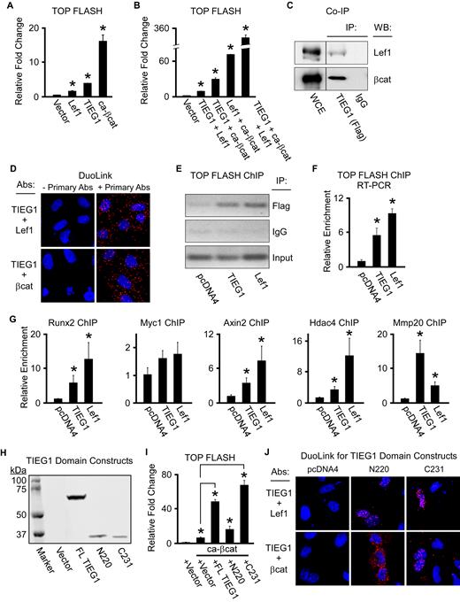 TIEG1 interacts with and serves as a co-activator for Lef1 and β-catenin. (A and B) TOP FLASH reporter construct activity in U2OS cells transfected with empty vector or TIEG1, Lef1 and constitutively active β-catenin (ca-β-cat) expression vectors as indicated. (C) Co-immunoprecipitation assay in U2OS cells co-transfected with a flag-tagged TIEG1 expression construct and a Lef1 or β-catenin expression construct. Non-immunoprecipitated whole cell extracts (WCE) are shown as a loading control. (D) Duolink assays depicting interaction of TIEG1 with Lef1 and β-catenin (red fluorescent spots) in transiently transfected U2OS cells. Assays in which the primary antibodies targeting TIEG1, Lef1 and β-catenin were excluded are shown as negative controls. (E and F) Transient chromatin immunoprecipitation (ChIP) assays in U2OS cells indicating TIEG1 and Lef1 association with Tcf/Lef elements in the TOP FLASH reporter construct by both semi-quantitative (E) and real-time PCR (F). (G). ChIP assays in U2OS cells transfected with TIEG1 or Lef1 expression vectors demonstrating enrichment of TIEG1 and Lef1 on known Tcf/Lef enhancer elements encoded within endogenous canonical Wnt target genes. All ChIP data were normalized using input samples. (H) Western blot indicating protein expression levels of full-length (FL) TIEG1 or N-terminal (N220) and C-terminal (C231) domains of TIEG1 following transfection into U2OS cells. (I) TOP FLASH reporter construct activity in U2OS cells transfected with a constitutively active β-catenin expression vector (ca-βcat) and indicated TIEG1 expression vectors. * denotes significance at P < 0.05 relative to empty vector controls. (J). Duolink assays depicting interaction of the N- and C-terminal domains of TIEG1 with Lef1 and β-catenin (red fluorescent spots) in transiently transfected U2OS cells. Empty vector (pcDNA4) transfected cells are shown as negative controls.