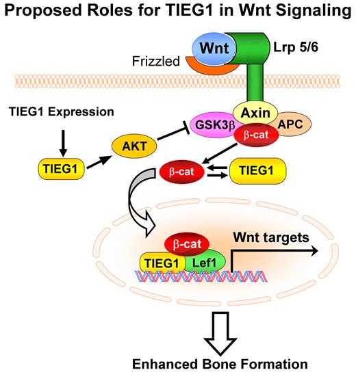 Model depicting the mechanisms by which TIEG1 modulates canonical Wnt pathway activity in osteoblasts.