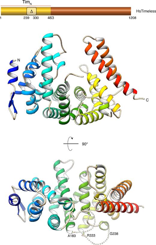 Crystal structure of amino acids 1–463 of human Timeless (TimN). The structure is drawn as a ribbon, coloured blue (N-terminus) to red (C-terminus). Two views of the structure are shown. An indication of the region of human Timeless solved by X-ray crystallography is provided in the diagram of the full-length protein, above the ribbon drawings. The region of amino acids 239–330 that was removed in the TimN construct which yielded better crystals is indicated. The position of the two disordered loops in the TimN structure is highlighted by dotted lines in the bottom view of the structure.