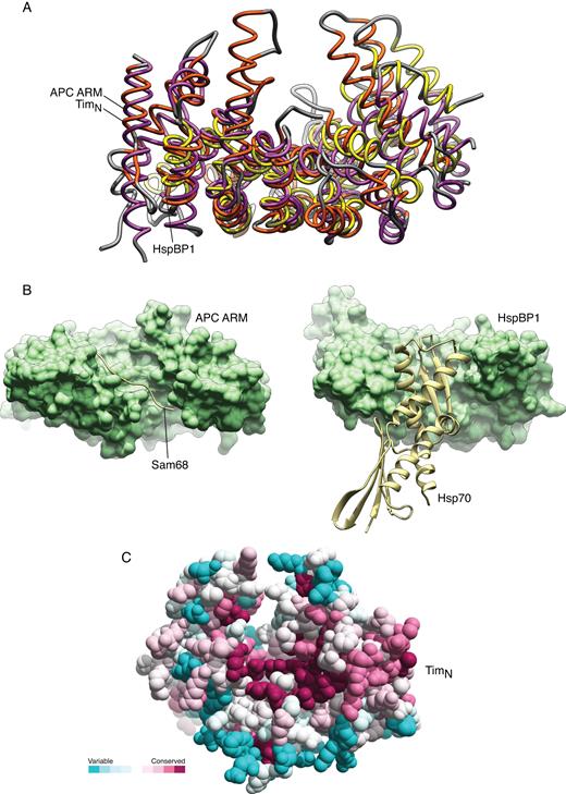 Structural similarity of TimN with protein domains that mediate protein–protein interactions. (A) Superposition of the TimN structure with the ARM domain of the Adenomatous Polyposis Coli (APC) protein (PDB ID: 3QHE) and the HspBP1 core domain (PDB ID: 1XQS). The protein structures are shown as thin tubes, and their secondary structure elements coloured orange (TimN), purple (APC) and yellow (HspBP1). The fold similarity search was performed in PDBeFold (http://www.ebi.ac.uk/msd-srv/ssm/) and the superposition in UCSF Chimera (31). (B) Side-by-side view of the structures of APC ARM domain bound to Sam68 (PDB ID: 3QHE) (left) and HspBP1 bound to the adenosine triphosphatase domain of Hsp70 (PDB ID: 1XQS) (right). APC and HspBP1 are shown in solvent-accessible surface representation in light green, and their ligands as ribbons in pale yellow. (C) Spacefill model of the TimN structure, with amino acids coloured according to a conservation score calculated by the ConSurf server (http://consurf.tau.ac.il/2016/). The colour scheme highlights the relative amino acid conservation, from turquoise (variable) to maroon (conserved).