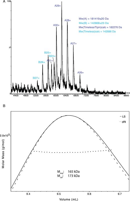 The human Timeless–Tipin complex exists in solution as a 1:1 heterodimer. (A) Non-dissociative mass spectrometry of the Timeless–Tipin complex. (B) Analysis by size-exclusion chromatography multi-angle laser scattering of the Timeless–Tipin complex.