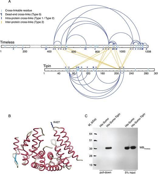Cross-linking mass spectrometry (XL-MS) analysis of the human Timeless–Tipin complex. (A) Result of the XL-MS analysis (see also Supplementary Table S2). (B) Drawing of the TimN structure, highlighting the position of residue K427 that crosslinks with Tipin in the XL-MS analysis. (C) Western blot of a pull-down experiment showing that TimN is retained by His-Sumo-Tipin bound to Ni-NTA beads.