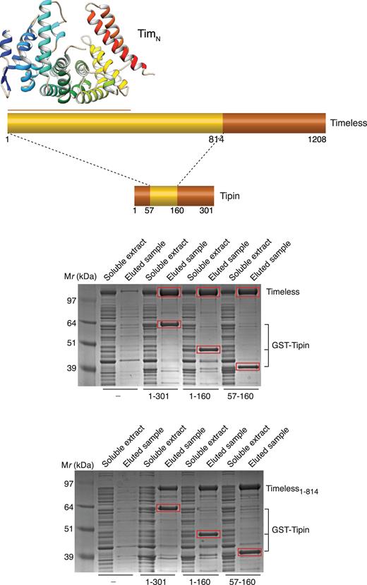 Determination of the minimal interacting regions of Timeless and Tipin. Various constructs for Timeless (1–1208, 1–814) and Tipin (1–301, 1–160 and 57–160) were co-expressed in bacteria and their interaction was tested by recovery and elution from glutathione sepharose beads of GST-tagged Tipin.