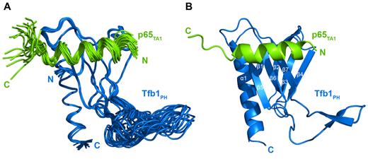 NMR structure of the Tfb1PH–p65TA1 complex. (A) Overlay of the 20 NMR structures of the Tfb1PH–p65TA1 complex. The structures of Tfb1PH (blue) and p65TA1 (chartreuse) are displayed in the coil representation. For clarity, only residues 533–551 of p65TA1 are shown. (B) Ribbon representation of the lowest-energy structure of the Tfb1PH–p65TA1 complex with Tfb1PH and p65TA1 colored as in A. Secondary structure elements are indicated on Tfb1PH. The α-helix of p65TA1 includes residues F534 to L546.