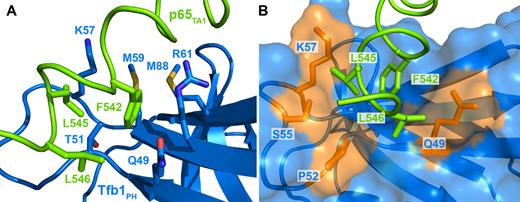 Close up of key residues forming the binding interface in the Tfb1PH–p65TA1 complex. (A) The structures of p65TA1 (in chartreuse) and Tfb1PH (in marine) are shown in ribbon representations with the side chains of the key residues at the interface in stick representations. F542 of p65TA1 is in position to form an amine–π interaction with Q49 as well as either a cation–π with K57 or a sulfur–π interaction with M59 of Tfb1PH. In addition, the methyl group of L545 from p65TA1 is in close proximity to the methyl group of T51 of Tfb1PH. (B) In this second orientation where Tfb1PH is shown as a surface representation, the methyl groups of L545 and L546 of p65TA1 are buried in hydrophobic pockets on the surface of Tfb1PH. The side chains of the key residues forming the interface from Tfb1PH in close proximity to L545 and L546 are colored in orange and include Q49, P52, S55 and K57.