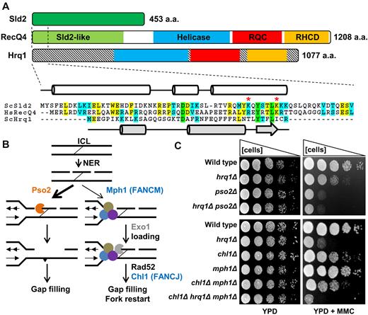 Hrq1 functions in the Pso2 pathway during ICL repair. (A) Domain schematics for human RecQ4, S. cerevisiae Hrq1, and S. cerevisiae Sld2 showing a similar predicted domain organization between the two helicases. The demarcation of the Sld2-like domain, helicase domain, RecQ C-terminal (RQC) domain, and the RecQ4p/Hrq1p-conserved domain (RHCD) are based on (16,18). Note that the N-termini of these helicases are not conserved, at least in part due to the presence of a Sld2-like domain in the N-terminus of RecQ4. The highly conserved N-terminal 65 amino acids (aa) of RecQ4 and 67 aa of Sld2 are aligned below, along with the non-conserved N-terminus of Hrq1. Green highlighting denotes completely conserved residues in all three sequences, yellow denotes identical residues in two of the sequences, and blue indicates similarity between two sequences. The known secondary structure (cylinders = α-helices and lines = random coils) of the first 50 aa of RecQ4 (47) is shown in white, and the predicted secondary structure (broad arrow = β-sheet) of the first 43 aa of Hrq1 is in gray. Hs, Homo sapiens and Sc, Saccharomyces cerevisiae. Two residues implicated in origin DNA binding by Sld2 (67) are marked with red asterisks. (B) The two ICL repair pathways in S. cerevisiae (adapted from (68)). ICL repair is initiated by NER, and then the lesion-containing DNA is preferentially processed by the Pso2-dependent pathway (left). The Pso2 nuclease (orange) degrades one strand of the crosslinked DNA, and the lesion is eventually healed by gap filling. In the absence of Pso2, an alternative FA-like pathway (right) can repair the ICL. This requires the FANCM homolog Mph1 (blue) and other factors (tan and purple circles) that recruit the ExoI nuclease (gray) and other downstream factors such as Rad52 and (likely) the FANCJ homolog Chl1. (C) The deletion of HRQ1 is epistatic to pso2Δ but not chl1Δ mph1Δ. Serial dilutions of saturated overnight cultures of the indicated strains were spotted onto plates containing rich medium (YPD, left) or rich medium supplemented with MMC (right). The Pso2 pathway experiment (top) used 50 μg/ml MMC and the FA-like pathway experiment (bottom) used 100 μg/ml MMC.