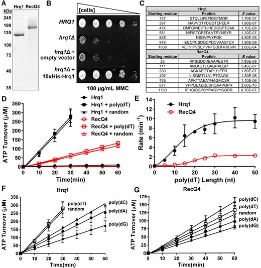 Purified Hrq1 and RecQ4 are DNA-stimulated ATPases. (A) SYPRO orange-stained SDS-PAGE gel images of 1 μg of recombinant Hrq1 and RecQ4. (B) 10xHis-Hrq1 is active in vivo. Cells lacking Hrq1 (hrq1Δ) are sensitive to mitomycin C (MMC). This sensitivity is rescued to wild type (HRQ1) levels by a plasmid encoding 10xHis-Hrq1 but not by empty vector. (C) Peptide sequences demonstrating that our optimized purified protein preparations indeed contain Hrq1 or RecQ4. (D) Hrq1 (black) and RecQ4 (red) have low basal levels of ATPase activity that can be stimulated by the addition of random-sequence (random) or poly(dT) ssDNA. (E) The effect of ssDNA length on ATPase activity. The ATPase activities of Hrq1 and RecQ4 were measured in the presence of poly(dT) oligonucleotides of the indicated lengths. The slopes (rates) of the hydrolysis curves are plotted versus ssDNA length. (F and G) The effect of ssDNA sequence on Hrq1 (F) and RecQ4 (G) ATPase activity. The random-sequence, poly(dA), poly(dC), poly(dG) and poly(dT) oligonucleotides were all 50-nt long. In this and all other figures, the data points are averages from ≥3 independent experiments, and the error bars represent the standard deviation.