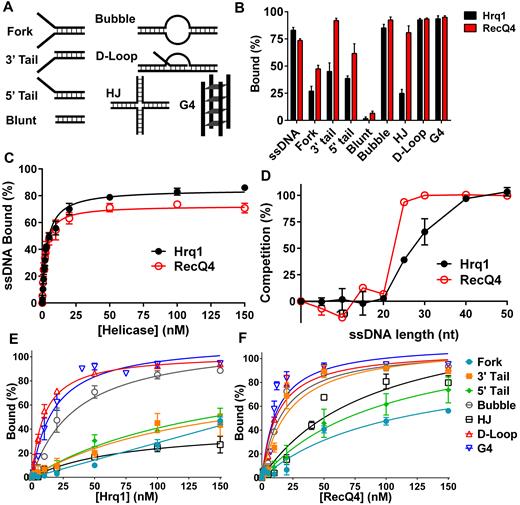 Hrq1 and RecQ4 bind a broad range of DNA substrates. (A) Cartoon of the various DNA substrates used in the EMSA assays (not shown: ssDNA). (B) DNA binding by 100 nM Hrq1 (black) and RecQ4 (red). (C) ssDNA binding as a function of helicase concentration. Both helicases bind tightly to poly(dT) ssDNA. (D) Hrq1 and RecQ4 have a binding site size of 20–40 nt. Competition assays were performed using radiolabeled poly(dT) 40mer and a 100-fold molar excess of unlabeled poly(dT) substrates of the indicated lengths. (E and F) DNA binding curves for Hrq1 (E) and RecQ4 (F) for the indicated substrates.