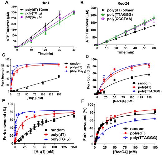 Hrq1 helicase activity is stimulated by the S. cerevisiae telomeric DNA repeat sequence. (A and B) Stimulation of ATP hydrolysis by telomeric repeat sequence ssDNA. (C) DNA binding as a function of Hrq1 concentration for random-sequence, poly(dT), and yeast telomeric repeat sequence ssDNA. Hrq1 binds yeast telomeric repeat sequence ssDNA with the highest affinity. (D) DNA binding as a function of RecQ4 concentration for random-sequence, poly(dT), and human telomeric repeat sequence ssDNA. The binding affinities for poly(dT) and human telomeric repeat sequence forks do not significantly differ. (E) Helicase as a function of Hrq1 concentration for DNA forks with random-sequence, poly(dT), and yeast telomeric repeat sequence ssDNA tails. Hrq1 displays preferential unwinding of the yeast telomeric repeat sequence fork. (F) Helicase activity as a function of RecQ4 concentration for DNA forks with random-sequence, poly(dT), and yeast telomeric repeat sequence ssDNA tails. The presence of the human telomeric repeat sequence as the ssDNA tails of the fork inhibited RecQ4 unwinding.