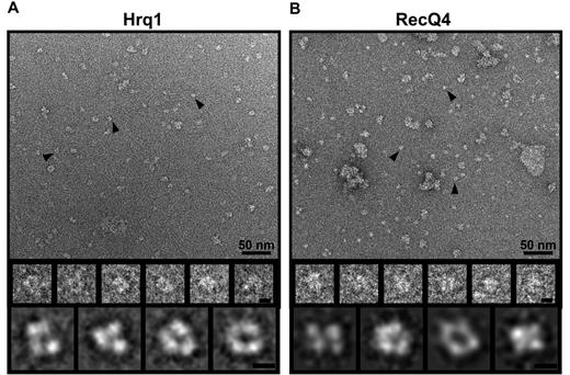 Hrq1 and RecQ4 display conserved tertiary structural features. Image analysis of Hrq1 (A) and RecQ4 (B). (Upper panels) Representative TEM images of negatively stained recombinant protein. Examples of boxed particles for 2D image analysis are marked with black arrowheads. A variable number of aggregates were observed and were likely due to the dehydration process that was used to prepare the negatively stained specimens. Scale bar, 50 nm. (Middle panels) Selected particles are shown in enlarged views. Scale bar, 5 nm. (Lower panels) Selected reference-free 2D class averages of Hrq1 (A) and RecQ4 (B) from different views. From the class averages, Hrq1 appears to be comprised of three domains that form a U-shape with an opening in the centre. Likewise, RecQ4 class averages contain four globular densities indicative of four domains that also form a U- or ring-shape with an opening in the middle. Scale bar, 5 nm.
