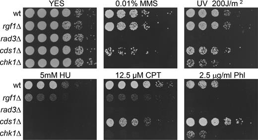 rgf1Δ cells are highly sensitive to Phl. Serial dilutions (1, 0.5, 0.25, 0.025, 0.0025 and 0.00025) of the indicated strains were spotted onto rich YES plates containing the indicated DNA-damaging agents or irradiated by UV. Colony formation was analyzed after 3 days at 28°C.