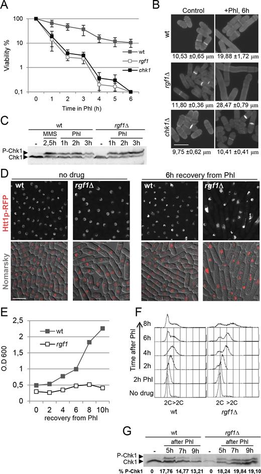 Rgf1p is required for deactivation of the DNA damage checkpoint but not for its activation. (A) Rgf1p is required to maintain cellular viability in response to short exposures to Phl. Cells were grown to logphase and shifted to 10μg/ml of Phl for 6 h. Samples were taken every hour to determine cell viability by assessing plating efficiency on rich medium w/o Phl. Survival was estimated relative to untreated cells. The data plotted here are averaged from three independent experiments and error bars represent S.D. around the mean. (B) Samples of the indicated strains, before and after a 6 h exposure to the drug, were stained with aniline blue to visualize cell length and septa. Bar 10 μm. The average length of cells within the cell population in three independent experiments are shown (mean ± S.D.; n > 50 for each value). (C) Wild-type or rgf1Δ cells containing an HA-tagged Chk1p were grown to logphase and treated with 10 μg/ml Phl. Protein extracts from each of the indicated time-points were analyzed by western blot and the membranes were probed with anti-HA to visualize Chk1p. Chk1p activation was also analyzed in wild-type cells treated with 0.03% MMS. (D) rgf1Δ cells do not recover from the cell-cycle block caused by Phl. Wild-type and rgf1Δ cells growing exponentially at 28°C in YES medium were treated with Phl for 10 min, released into fresh medium without Phl, and then grown for another 6 h at 28°C. Cells were examined by interferential contrast (DIC) and Htt1-RFP (histone H3 h3.1) fluorescence. Bar 10 μm. (E) Growth curve of wild-type and rgf1Δ cells treated with Phl for 2 h, released into fresh medium without Phl, and then grown for another 10 h at 28°C. (F) FACS analysis of wild-type and rgf1Δ cells. Samples were taken before and after Phl treatment at 2 h intervals and processed to analyze the DNA content by flow cytometry. (G) Cells were arrested for 10 min in 10 μg/ml Phl, washed thoroughly, and resuspended in fresh medium. Protein samples were analyzed by western blot as described above. The numbers represent the percentages of Chk1p phosphorylation relative to Chk1 protein. The intensity of the signal was quantified using ImageJ.