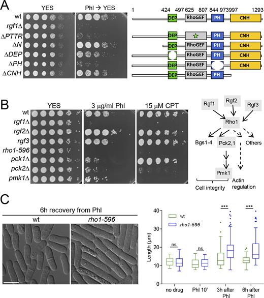 Rho1p is involved in recovery from DNA-damage induced G2 arrest. (A) The Rho-GEF and PH domains are essential for Rgf1p function in vivo. For Phl hypersensitivity, serial dilutions (1, 0.5, 0.25, 0.025, 0.0025 and 0.00025) of the wild-type, rgf1Δ, Rgf1pΔPTTR, Rgf1pΔN, Rgf1pΔDEP, Rgf1pΔPH and Rgf1pΔCNH cells previously treated with 10 μg/ml Phl for 4 h were plated and incubated at 28°C on YES plates w/o drug. Schematic representation of the domain structure of the full-length Rgf1p (aa 1–1334) and the various deletion mutations used. (B) The Rho1p signaling pathway was necessary for survival in the presence of Phl and CPT. Left, serial dilutions of the indicated strains prepared as in A were spotted onto rich YES plates containing the indicated DNA-damaging agents. Colony formation was analyzed after 3 days at 28°C for Phl- and 32°C for CPT-included assays. Right, a scheme of the Rho1p cell-signaling pathway is shown (36). The gray shading indicates the proteins whose mutants were analyzed in B. (C) Wild-type and rho1-596 mutant cells were cultured to mid-log phase in YES medium at 28°C, treated with Phl for 10 min and then released into fresh medium without Phl at the same temperature. Cells were photographed 6 h after release (left). Bar 10 μm. Tukey boxplot illustrating quantitative analysis of the size distribution of individual cells (n > 100) in a population of each strain and condition (right). One experiment representative of 3 is shown. Statistical significance was calculated using two-tailed unpaired Student's t test. ***P < 0.001; ns = non-significant.