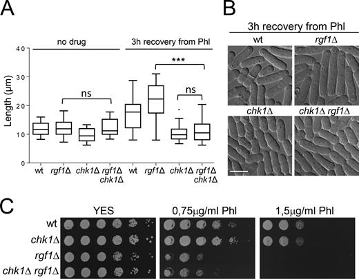 Checkpoint removal does not rescue sensitivity to Phl in rgf1Δ cells. (A) The strains indicated were cultured to midlog phase in YES medium at 28°C, treated with Phl for 10 min, and then released into fresh medium without Phl for 3 h at 28°C. Tukey boxplot illustrating quantitative analysis of the size distribution of individual cells (n > 100) in a population of each strain and condition (left). One experiment representative of three is shown. Statistical significance was calculated using two-tailed unpaired Student's t test. ***P < 0.001; ns = non-significant. (B) Logphase cells of the strains indicated grown as in (A) were examined by DIC 3h after release from Phl treatment. Bar 10 μm. (C) Serial dilutions (1, 0.5, 0.25, 0.025, 0.0025 and 0.00025) of the indicated strains were spotted onto rich YES plates with or w/o Phl. Colony formation was analyzed after 3 days at 28°C.