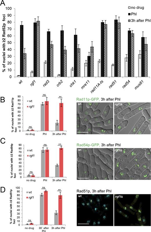 Deletion of rgf1+ accumulates Phl-induced Rad11p, Rad54p and Rad51p foci. (A) Quantitation of the fraction of nuclei containing Rad52p-YFP foci in wild-type, rgf1Δ and mutants in the HR process. Cells from the indicated strains were culture to mid-log phase in YES medium, treated with Phl for 10 min and then released into fresh medium without Phl for 3 h. The number of foci in at least 100 nuclei for each strain and condition were scored in three independent experiments. Mean values were plotted with error bars representing the S.D. around the mean. (B) Quantitation of the fraction of nuclei containing Rad11p-GFP foci in wild-type and rgf1Δ cells before, in Phl and 3 h after treatment. The number of foci in at least 100 nuclei for each strain and condition were scored in three independent experiments. Error bars represent the standard deviation of the mean. Statistical significance was calculated using two-tailed unpaired Student's t test. **P < 0.01; ns = non-significant. (right) Representative live imaging of Rad11p-GFP in wild-type and rgf1Δ cells 3 h after release from Phl arrest. (C) Quantitation of the fraction of nuclei containing Rad54p-GFP foci in wild-type and rgf1Δ cells. Culturing and quantitation was performed as in B. (right) Representative live imaging of Rad54p-GFP foci. (D) Quantitation of the fraction of nuclei containing ≥2 Rad51p foci in wild-type and rgf1Δ cells. Treatment of the cells was the same as that performed in B. The nuclei were stained with anti-Rad51p (yellow) and DAPI (blue) and the number of Rad51p foci were scored before, 30 min and 3 h after Phl. Statistical significance was calculated using two-tailed unpaired Student's t test. **P < 0.01. (Right) Examples of Rad51p foci from wild-type and rgf1Δ cells 3h after release from Phl. Bar 10 μm.