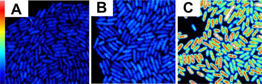 GFP fluorescence intensity maps of unstressed cells of (A) the parental Escherichia coli K12 MG1655 wild-type strain (MG1655 WT), (B) the MG1655 Pmrr-gfp::mrr strain producing GFP-Mrr from the native mrr promoter and (C) the MG1655 PBAD-gfp::mrr strain producing GFP-Mrr from the arabinose inducible PBAD promoter (arabinose 0.4%). Scale 20 × 20 μm FOV and maximum intensity is 1.5 counts per 40 μs pixel dwell-time. Cells were grown in a minimal media to avoid background auto-fluorescence.