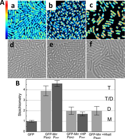 Effect of HhaII MTase and pressure on GFP-Mrr localization and molecular brightness. GFP-Mrr is expressed under the control of PBAD promotor with induction by arabinose (PBAD) or is native promotor (Pmrr) in the chromosome. (A) Fluorescence intensity maps of (a) PBAD-gfp::mrr in unstressed cells (GFP-Mrr) (b) PBAD-gfp::mrr cells after 20 min at 100 MPa (+HP) and (c) PBAD-gfp::mrr + pTrc99A-HhaII after 60 min induction of the MTase HhaII by IPTG (+HhaII). Scale is 20 × 20 μm. Maximum intensity scale is 2 counts per 40 μs pixel dwell-time. Bright-field images of (d) PBAD-gfp::mrr in unstressed cells, (e) PBAD-gfp::mrr cells after 20 min at 100 MPa and (f) PBAD-gfp::mrr + pTrc99A-HhaII after 60 min induction of the M.HhaII by IPTG. (B) Stoichiometry values of fluorescent proteins corresponding to GFP monomers (M), dimers (D), tetramers (T) or a possible equilibrium between dimer and tetramer (T-D) as deduced from the background corrected molecular brightness of fluorescent proteins in strain PBAD-gfp-mrr (GFP), PBAD-gfp::mrr yielding GFP-Mrr expressed from the PBAD promoter at the natural chromosomal locus (GFP-Mrr, PBAD) or from the natural promoter Pmrr-gfp::mrr (GFP-Mrr, Pmrr) in unstressed cells or after pressure treatment (HP) and PBAD-gfp::mrr + pTrc99A-HhaII after induction of the HhaII MTase by IPTG.