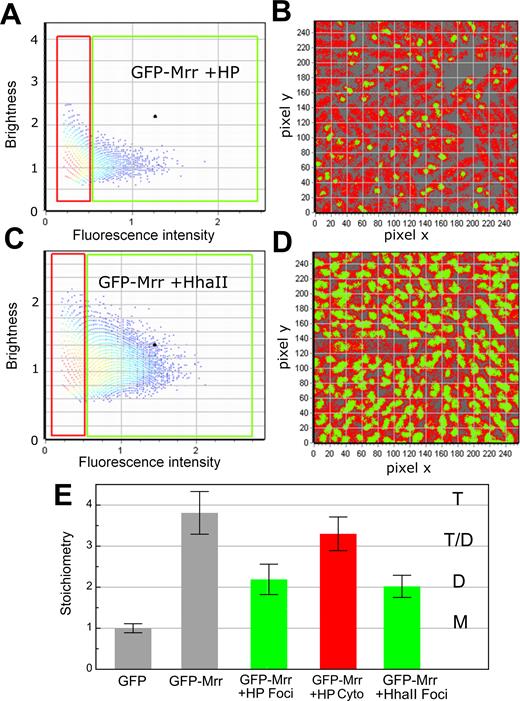 Localization dependent effect of pressure or MTase induction on GFP-Mrr stoichiometry. Images were obtained after pressure shock of 20 min at 100 MPa or M.HaII induction by IPTG. (A and B) Example of image after HP shock. (A) Brightness versus intensity pixel histogram from an example image obtained after HP shock. All the pixels in the FOV in (B) are plotted in (A) according to the molecular brightness (counts per pixel dwell-time per molecule) and the average intensity (counts per pixel dwell time) calculated for each pixel. In the red rectangle those pixels with intensity values below 0.5 counts per dwell time have been selected, where as in the green square, all pixels with intensity values above 0.5 counts per dwell time have been selected. Intensity values below 0.2 were eliminated by thresholding. (B) Intensity-based pixel selections from (A) mapped to the image obtained after HP shock. Green pixels correspond to those selected with the green square in (A). They exhibit a high intensity but lower brightness and they localize to the foci, while red pixels with a lower intensity but higher brightness localize in the cytoplasm (outside of the foci). (C and D) Example of image obtained after M.Hhall induction. (C) Brightness versus intensity pixel histogram for an example image obtained after M.Hhall induction. All the pixels in the FOV in (D) are plotted in C according to the molecular brightness (counts per pixel dwell-time per molecule) and the average intensity (counts per pixel dwell time) calculated for each pixel. In the red rectangle those pixels with intensity values below 0.5 counts per dwell time have been selected, where as in the green square, all pixels with intensity values above 0.5 counts per dwell time have been selected. Intensity values below 0.2 were eliminated by thresholding. (D) Intensity-based pixel selections from (C) mapped to the example image obtained after M.Hhall induction. Green pixels correspond to those selected with the green square in (C). They exhibit a high intensity but lower brightness and they localize to the foci, while red pixels with a lower intensity localize in the cytoplasm (outside of the foci). (E) Stoichiometry values of fluorescent proteins corresponding to GFP monomers (M), dimers (D), tetramers (T) or a possible equilibrium between dimer and tetramer (T-D) as deduced from the background corrected molecular brightness of fluorescent proteins in strains PBAD-gfp-mrr (GFP), chromosomal PBAD-gfp::mrr + pTrc99A-hhaII (GFP-Mrr +HhaII) after M.HhaII induction and chromosomal PBAD-gfp::mrr in unstressed cells (GFP-Mrr) or after pressure treatment (GFP-Mrr +HP) for pixels inside of the foci (green, Foci) and outside of the foci (red, cytoplasm).
