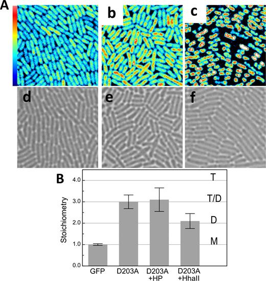 N&B results from Mrr mutant strains PBAD-gfp::mrrD203A and PBAD-gfp::mrrD203A + the pTrc99A-hhaII plasmid after pressure treatment or induction of the MTase HhaII. (A) Fluorescence intensity maps of GFP-MrrD203A (a) without treatment, (b) after 20 min at 100 MPa (HP) and (c) after induction of M.HhaII with IPTG for 60 min (20 × 20 μm). Maximum intensity scale is 2 counts per 40 μs pixel dwell-time. Bright-field images of PBAD-gfp::mrrD203A (d) without treatment, (e) after 20 min at 100 MPa (HP) and (f) after induction of M.HhaII with IPTG for 60 min. (B) Stoichiometry values of fluorescent proteins corresponding to GFP monomers (M), dimers (D), tetramers (T) or a possible equilibrium between dimer and tetramer (T-D) as deduced from the background corrected molecular brightness of fluorescent proteins in PBAD-gfp-mrr (GFP), PBAD-gfp::mrrD203A without (D203A) or after pressure treatment (D203A +HP) and PBAD-gfp::mrrD203A + pTrc99A-hhall after induction of MTase expression (D203A +HhaII).