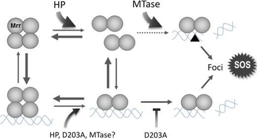 Schematic of the proposed mechanism of Mrr activation by a high pressure shock (HP) or by expression of the M.HhaII methyltransferase (MTase). HP is proposed to dissociate the inactive tetrameric Mrr to an active dimer which recognizes low affinity sites on the chromosome and cleaves them. Dimeric Mrr would remain bound at the DNA cleavage site and form foci while triggering the SOS response. By favoring the dimer, pressure would thus push Mrr toward activation. The MTase is proposed to function by methylating the DNA, thus creating a large number of high affinity sites for Mrr (black triangle). Any infinitesimal amount of active dimer in equilibrium with inactive tetramer would be readily captured at these high affinity sites and cleave them, thus irreversibly pulling Mrr toward activation. The Mrr D203A catalytic site mutation would inhibit cleavage of non-methylated DNA, reducing foci formation and precluding the HP-induced SOS response. It is likely that the DNA-bound Mrr tetramer is also subjected to the effect of high pressure, DNA methylation or the D203A mutation.