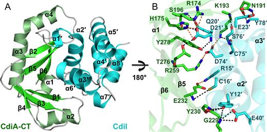 Structure of CdiA-CT/CdiIYkris complex. (A) The CdiA-CT/CdiIYkris complex is depicted in ribbon representation. Secondary structure elements are indicated, with those of CdiIYkris denoted with a prime symbol (΄). (B) The CdiA-CT/CdiIYkris complex interface is mediated by an extensive network of ion pairs and H-bonds. Interacting residues are represented as sticks with oxygen, nitrogen, toxin carbon and immunity carbon atoms are colored red, blue, green and cyan, respectively. Electrostatics and H-bonds are represented by orange and black dashed lines, respectively.