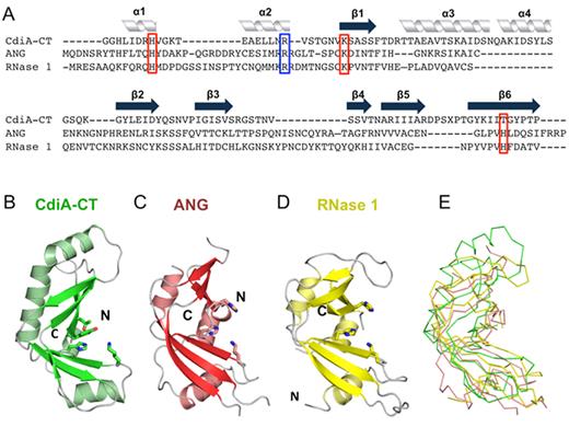 The CdiA-CTYkris nuclease domain adopts the RNase A fold. (A) Structure-based alignment of the CdiA-CTYkris nuclease domain with human angiogenin (ANG) and mouse RNase 1. Secondary structure elements are indicated above the alignment. Putative catalytic and substrate-binding residues are boxed in red and blue, respectively. (B) CdiA-CTYkris nuclease domain. (C) Human ANG (PDB ID: 4B36 (35)). (D) Mouse pancreatic RNase 1 (PDB ID: 3TSR (36)). Structures in panels B–D are shown in cartoon representation with catalytic residues depicted in stick representation. (E) Superimposition of CdiA-CTYkris with ANG and RNase 1 in ribbon representation.