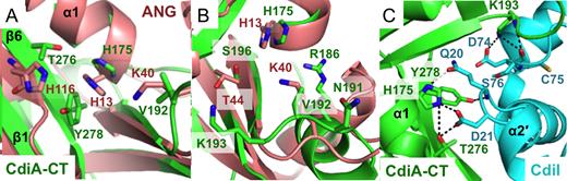 Active sites of angiogenin and CdiA-CTYkris. (A and B) Superimposition of the active sites of ANG and the CdiA-CTYkris nuclease domain. The ANG active site is composed of a conserved catalytic triad of His13, Lys40 and His116, which overlay onto CdiA-CTYkris residues His175, Val192 and Thr276/Tyr278, respectively. Panel B shows a clockwise 90° rotation along the z-axis with respect to panel A. (C) Proposed CdiA-CTYkris active site residues interact with the immunity protein. All panels depict structures in cartoon representations with interacting residues shown in stick representation.
