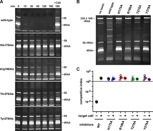 CdiA-CTYkris cleaves bacterial RNAs. (A) CdiA-CTYkris RNase activity in vitro. Purified CdiA-CTYkris variants were incubated with total E. coli RNA as described in the Methods. Reactions were quenched at the indicated times and run on denaturing polyacrylamide gels and visualized by staining with ethidium bromide. Where indicated (+CdiI), reactions were supplemented with purified CdiIYkris immunity protein. (B) CdiA-CTYkris RNase activity in vivo. The indicated CdiA-CTYkris variants were activated inside E. coli cells, and total RNA isolated for denaturing polyacrylamide gel analysis. (C) Competition co-culture assays. Inhibitor cells expressing the indicated CdiA-CTYkris toxins were co-cultured at a 1:1 ratio with target cells that either lack (–) or carry (+) the cdiIYkris immunity gene. The competitive index is the ratio of target to inhibitor cells at 3 h divided by the initial inhibitor to target cell ratio. Data for three independent experiments are presented ± the standard error of the mean.