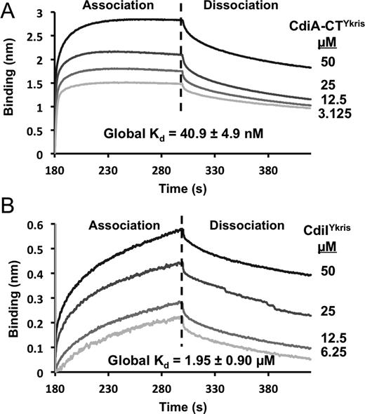 Toxin-immunity binding interactions. (A) Immobilized His6-tagged CdiIYkris was exposed to CdiA-CTYkris (3.125–50 μM), and association and dissociation kinetics were assessed by a shift in wavelength (nm). (B) Biotinylated RNase A was immobilized and exposed to CdiIYkris (6.25–50 μM) as described above. All experiments were performed in triplicate and the calculated global Kd values are reported for both interactions.