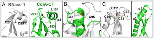 Structural comparison of mouse RNase 1 and CdiA-CTYkris. For the three panels, Cartoon representation depicts CdiA-CTYkris (green) and mouse RNase 1 (white, PDB code: 3TSR) with disulfide bonds represented in sticks with carbon and sulfur atoms colored white and yellow, respectively. (A) The Cys27–Cys85 bond in RNase 1 (left) is substituted by hydrophobic interactions in CdiA-CTYkris (right). (B) Superimposition of RNase 1 and CdiA-CTYkris. The disulfide bond between Cys41 and Cys96 in RNase 1 is replaced by an α-helix in CdiA-CTYkris. (C) RNase 1 has an extended loop that is stabilized by Cys58–Cys111 and Cys66–Cys73 linkages (left). This loop region is substituted with a fourth α-helix in the CdiA-CTYkris structure (right).