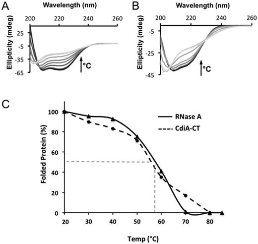 Thermal stability of CdiA-CTYkris and RNase A. The secondary structure content of CdiA-CTYkris (A) and RNase A (B) was monitored by circular dichroism spectroscopy at temperatures between 20 and 90°C. Spectra colored in gray-scale progress from dark to light with increasing temperature. In both panels, the arrow represents the increase in temperature that correlates to a decrease of the spectral ellipticity (θ). (C) Comparison of CdiA-CTYkris and RNase A stability using global unfolding curves. The Tm for each protein is estimated to be the temperature at which there is 50% folded and unfolded protein (represented dashed grey line). All experiments were performed in triplicate.