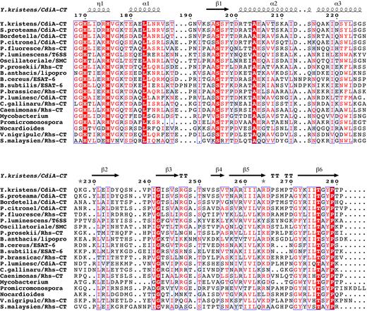 CdiA-CTYkris nuclease domain homologs. Predicted bacterial RNase A-like domains were aligned using Clustal omega and rendered using the ESPript 3.0 server (73). Sequences are from the following proteins (NCBI reference identifiers in parentheses): Y. kristensenii ATCC 33638, CdiA (EEP92680.1); S. proteomaculans 568, CdiA (WP_012146779.1); Bordetella sp. N, CdiA (WP_057651960.1); P. citronellolis TTU2014-008ASC, CdiA (WP_058071149.1); P. fluorescens BBc6R8, Rhs (WP_023659002.1); P. temperata Hm, putative T6SS effector (WP_051477485.1); Oscillatoriales cyanobacterium USR001, SMC domain protein (OCQ92111.1); P. prosekii LMG 26867, Rhs (SDS72132.1); B. anthracis Ames, predicted lipoprotein (WP_000822712.1); B. cereus W, ESAT-6 protein (WP_001985713.1); B. subtilis W23, ESAT-6 protein (EFG91422.1); P. brassicacearum DF41, Rhs (WP_025215693.1); P. luminescens PB45.5, CdiA (WP_065389372.1); C. gallinarum DSM 27622, Rhs (WP_053328404.1); Caenimonas sp. SL110, Rhs (WP_048438936.1); Mycobacterium sp. UM_WWY, hypothetical (WP_036426273.1); Promicromonosporaceae bacterium W15, PT-HINT domain protein (WP_051136513.1); Nocardioides sp. Root224, hypothetical (WP_056152939.1); Vibrio nigripulchritudo AM115, Rhs (WP_022598889.1); S. malaysiense MUSC 136, Rhs (WP_071387441.1). Residue numbers correspond to CdiA-CTYkris (from Val1 of the VENN motif), and red-highlighted positions are invariant between homologs.