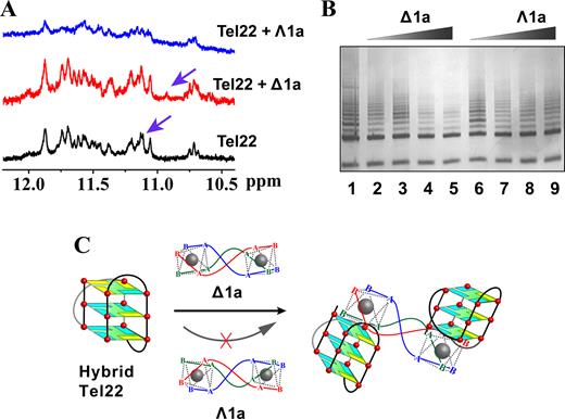 (A) 1H NMR spectra of Tel22 in the absence and presence of Δ1a/Λ1a. The assays were measured in 10 mM Tris–KCl buffer containing 10% D2O. (B) Telomerase inhibition by Δ1a/Λ1a by using TRAP assay. Line 1: no enantiomer; Line 2–5: PCR products in the presence of 0.2, 0.5, 1, 2 μM Δ1a, respectively; Line 6–9: PCR products in the presence of 0.2, 0.5, 1, 2 μM Λ1a, respectively. (C) Schematic illustration of the chiral enantiomer selectively interacts with human telomeric hybrid G-quadruplex DNA.