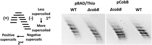 2-Dimensional chloroquine gel analysis comparing DNA supercoiling in BW25113 (wild-type) and JW1106 (ΔcobB) mutant strains. Plasmids pBAD/Thio and pCobB were extracted from LB cultures at OD600 = 0.8. The first dimension electrophoresis was carried out in 0.8% agarose gel with TAE buffer containing 3 μg/ml chloroquine at 3 V/cm for 16 h. The agarose gel was then rotated 90° for electrophoresis in the second dimension with 25 μg/ml chloroquine in the TAE buffer. The schematic diagram shows the expected distribution of positively and negatively supercoiled DNA topoisomers following electrophoresis.