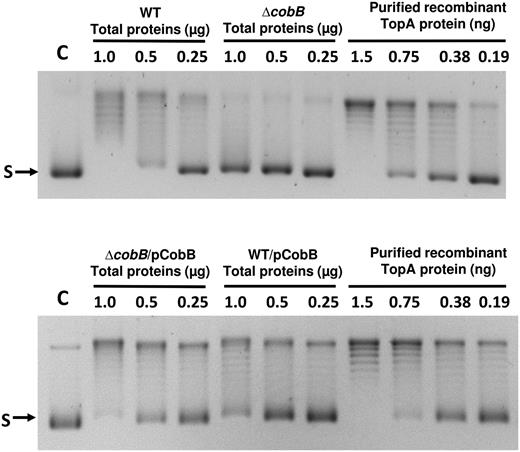 Relaxation assay of TopA activity in total soluble cell lysates of BW25113 (wild-type) and JW1106 (ΔcobB) and their pCobB transformants. The indicated amount of total soluble proteins from BW25113 (wild-type) and JW1106 (ΔcobB) LB cultures at OD600 = 0.8 were incubated with 150 ng of negatively supercoiled plasmid DNA substrate (S) at 37°C for 20 min. DNA were electrophoresed in 0.8% agarose gel with TAE buffer containing 1 μg/ml chloroquine at 3 V/cm for 16 h. Reaction products from partial relaxation of the supercoiled plasmid DNA substrate by increasing amounts of purified recombinant TopA are included to show the effect of increasing TopA catalytic activity on plasmid electrophoretic mobility.