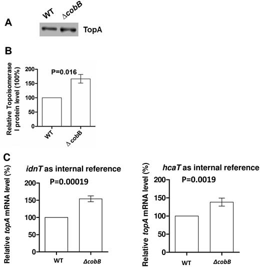 TopA expression level in BW25113 (wild-type) and JW1106 (ΔcobB) mutant. (A) 20 μg total proteins were resolved by 10% SDS-PAGE, and TopA protein was detected by western blot analysis using monoclonal antibodies against TopA. (B) Quantification of four independent western blot experiments as shown in (A). The level of TopA in the wild-type strain in each experiment was set at 100%, and the corresponding level of TopA in the ΔcobB mutant strain is shown. (C) Quantitative PCR measurements of topA transcript levels from three independent experiments normalized against either idnT or hcaT transcript level as internal reference. The topA transcript level in the wild-type strain was set at 100% for each experiment. Error bars indicate standard deviation of relative topA transcript level in the ΔcobB mutant strain.