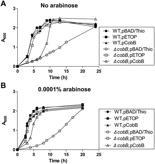 Effect of recombinant TopA overexpression on the slow-growth phenotype of the ΔcobB mutant. (Filled circle) Wild-type BW25113 strain transformed with pBAD/Thio; (unfilled circle) ΔcobB JW1106 strain transformed with pBAD/Thio; (filled square) Wild-type strain transformed with pETOP for TopA overexpression; (unfilled square) ΔcobB mutant strain transformed with pETOP; (filled triangle) wild-type strain transformed with pCobB; (unfilled triangle) ΔcobB mutant strain transformed with pCobB. The LB medium contained no arabinose (A) or 0.0001% arabinose (B).