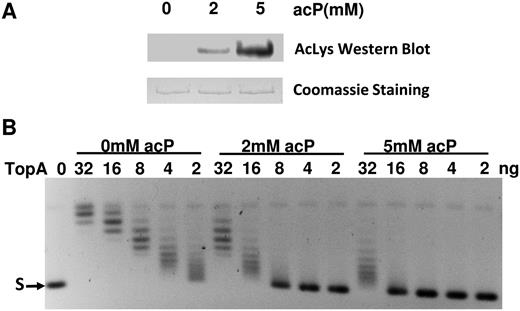 Decrease in TopA activity from acetyl phosphate mediated nonenzymatic lysine acetylation. (A) Western blot analysis of nonenzymatically acetylated TopA. Purified E. coli TopA (1 μg) was incubated with 2 and 5 mM acP at 37°C for 4 h. Acetylated TopA was visualized by western blot analysis with anti-acetyllysine antibody. TopA on the membrane was stained with Coomassie blue. (B) Following incubation with and without acetyl phosphate, serial dilutions of TopA (32, 16, 8, 4, 2 ng) were incubated with 150 ng negatively supercoiled plasmid DNA (S) at 37°C for 30 min to compare the relaxation activity.