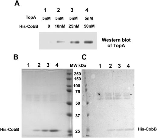 Direct interaction between TopA and CobB. Purified recombinant TopA and His-tagged CobB were allowed to interact before pull-down by HisPur Cobalt Agarose Resin. The presence of TopA in the bound proteins eluted from the cobalt resin was visualized by western blot analysis with anti-TopA antibodies (A). The co-eluted His-CobB was stained by Coomassie blue following SDS PAGE (B) or silver on the transfer membrane (C).