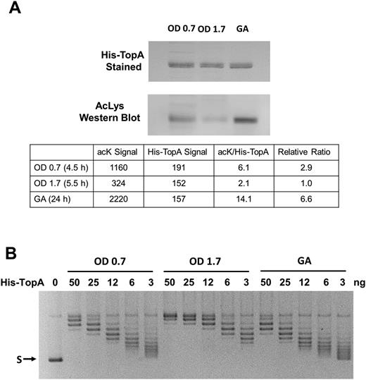 Topoisomerase I specific activity is inversely proportional to degree of lysine acetylation during growth transition and growth arrest. (A) His-TopA expressed from the chromosome in strain YN1434 was purified from buffered and glucose supplemented TB7 cultures at exponential phase (OD600 = 0.7), entry into stationary phase (OD600 = 1.7) or growth arrest by Ni-affinity column. Following transfer of equal amounts of His-TopA (1 μg) from SDS gel onto nitrocellulose membrane, the His-TopA was stained with MemCode reversible stain and analyzed for level of lysine acetylation with antibodies against acetylated lysine (acK). The signals of His-TopA staining was used to normalize the acK signal for comparison of degree of lysine acetylation. (B) Serial dilutions of the purified His-TopA was assayed for relaxation activity using supercoiled plasmid DNA (S) as substrate.