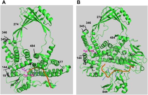 Location of lysines in E. coli TopA observed as acetylated lysines in proteomics studies. The lysine residues reported to be acetylated are shown in the crystal structures of the (A) TopA N-terminal domains D1–D4 in covalent complex with cleaved ssDNA substrate (PDB 3PX7); (B) full length TopA with ssDNA non-covalently bound to the C-terminal domains (PDB 4RUL).