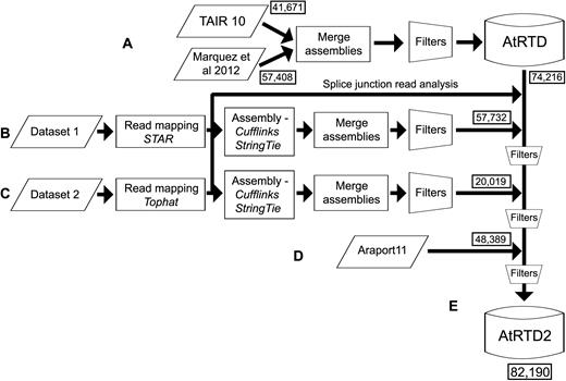 Pipeline for construction of AtRTD2. (A) The original AtRTD1 was generated from the merge of transcripts from TAIR10 and from an AS discovery analysis (8) and filtered to remove redundancy (48). Using the splice junction data from the assemblies in (B) and (C), probable mis-assembled transcripts were removed; (B) Dataset 1 RNA-seq reads were mapped with STAR and then assembled using Cufflinks and StringTie. The assemblies were merged and filtered to give a transcriptome; (C) Dataset 2 RNA-seq reads were mapped with TopHat2, assembled, merged and filtered as above; the two datasets were analysed separately in different research groups and used different mapping programs (STAR and TopHat2) but both used the transcriptome assembly functions in Cufflinks and StringTie and similar filtering approaches. (D) Araport11 transcripts were then merged. Following each transcriptome merge, further filters (e.g. to remove redundancy) were applied (Supplementary Figure S1); (E) this generated the final AtRTD2.