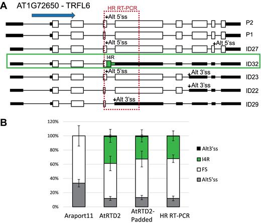 Missing reference transcripts affect transcript and AS quantification. (A) AT1G72650 (TRFL6) has five different AS events (two Alt5΄ss in exons 4 and 8; two Alt3΄ss in exons 5 and 7, and retention of intron 4 - I4R) contained in seven transcripts. HR RT-PCR across exons 4 and 5 (dashed red box) detects the fully spliced product, Alt5΄ss, Alt3΄ss and I4R. The blue arrow shows the direction of transcription. Where an AS event introduces a PTC disrupting the ORF, the downstream region is represented by black boxes (effectively a UTR). (B) AS ratios calculated from TPMs of all seven transcripts from analysis of RNA-seq data (T1 time-point of Dataset 1) using Araport11, AtRTD2 and AtRTD2-padded (explained later in the main text) as reference transcriptomes and compared to HR RT-PCR (T1 time-point). The absence of a transcript with I4R in Araport11 (ID32 in AtRTD2 – green box) affects the quantification of transcripts and AS. Error bars: standard deviation.