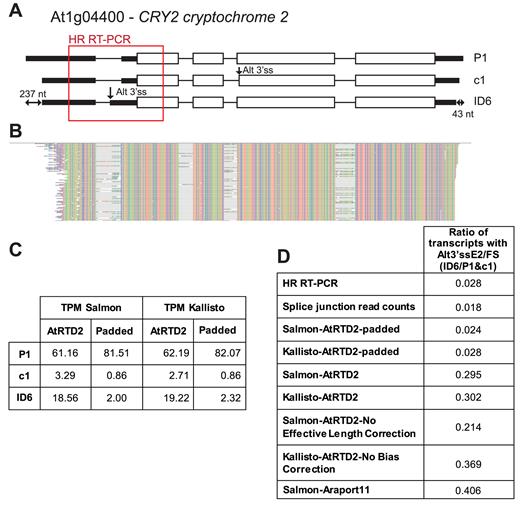 Variation in UTR lengths affects transcript and AS quantification. (A) AT1G04400 (CRY2; CRYPTOCHROME 2) has two different AS events (an Alt3΄ss in exon 2 and Alt3΄ss in exon 4). The difference between the shortest (ID6) and longest (P1) transcripts is 237 and 43 nt at the 5΄ UTR and 3΄ UTR, respectively. (B) Read alignment showing the relatively low level of Alt3΄ss splice junction reads. (C) Average TPMs of the 3 transcripts using Salmon and kallisto and the AtRTD2 and AtRTD2-padded; (D) AS ratios of the transcript with Alt3΄ss in exon 2 to FS (fully spliced) transcripts with HR RT-PCR, manual counting of splice junction reads in this region using the Tablet read alignment viewer, Salmon and kallisto with AtRTD2-padded and AtRTD2, Salmon and kallisto with uncorrected functions with AtRTD2, and Salmon with Araport11.